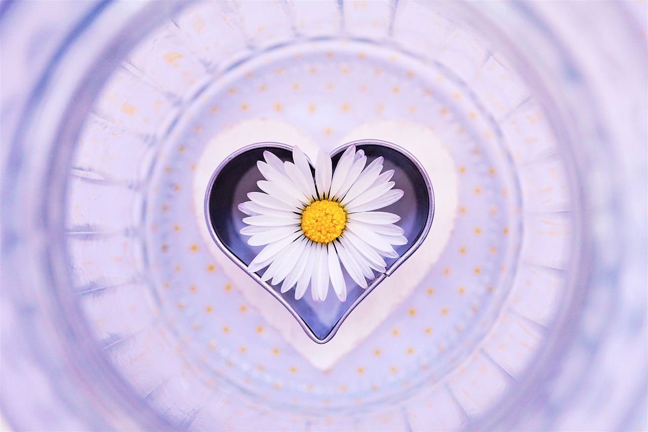 daisy, flower, heart-6304767.jpg